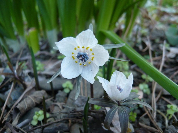 ���N���͎O���̓��I