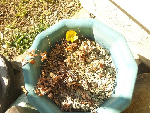 ���N���͎O���̓��I