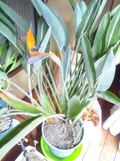 ���N���͎O���̓��I