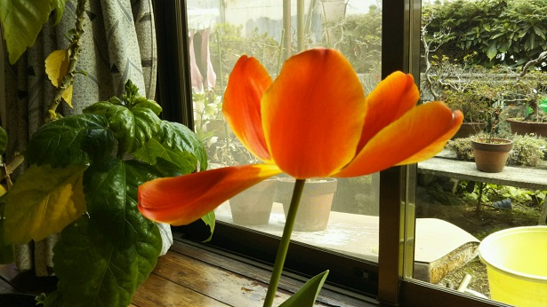 ���N���͎O���̓��I