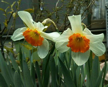 ���N���͎O���̓��I