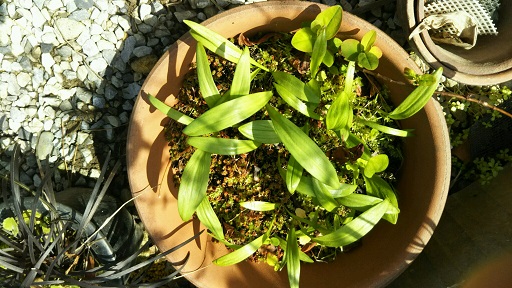 ���N���͎O���̓��I