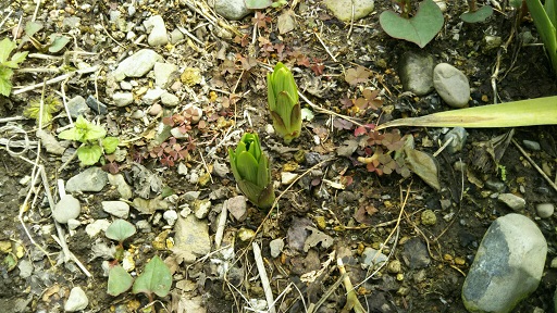 ���N���͎O���̓��I