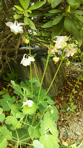 ���N���͎O���̓��I