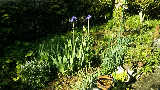 ���N���͎O���̓��I