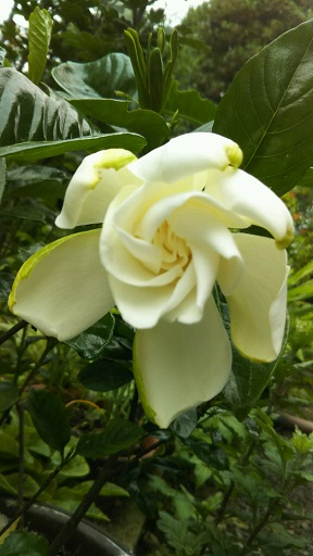 ���N���͎O���̓��I