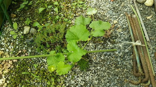 ���N���͎O���̓��I