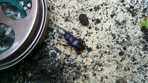 ���N���͎O���̓��I