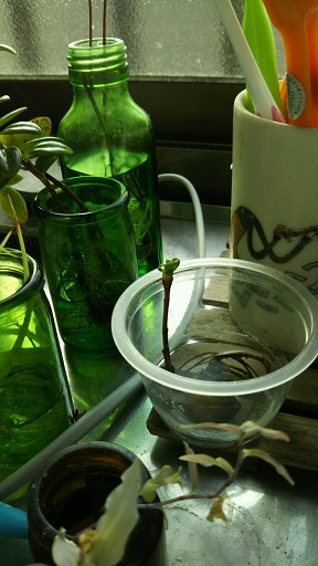 ���N���͎O���̓��I