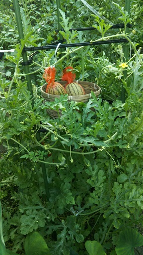 ���N���͎O���̓��I