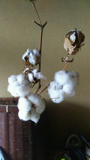 ���N���͎O���̓��I