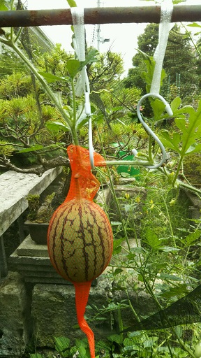 ���N���͎O���̓��I