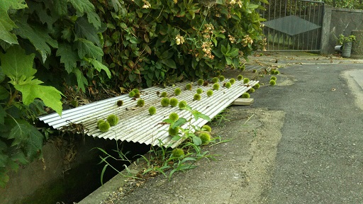 ���N���͎O���̓��I