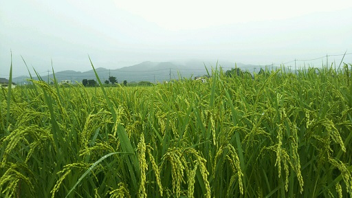 ���N���͎O���̓��I