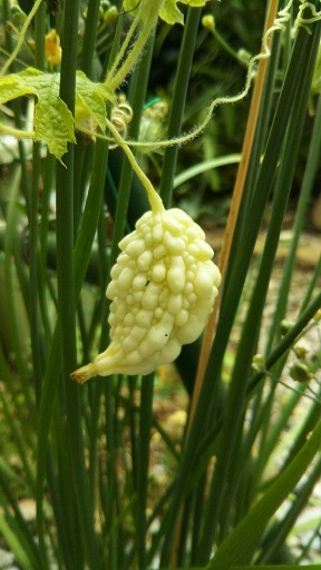 ���N���͎O���̓��I