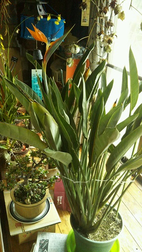 ���N���͎O���̓��I