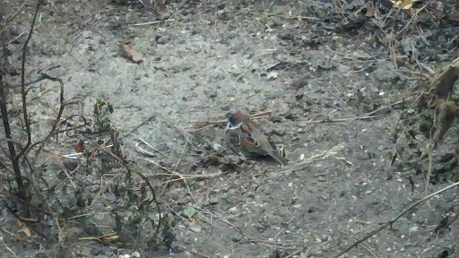 ���N���͎O���̓��I