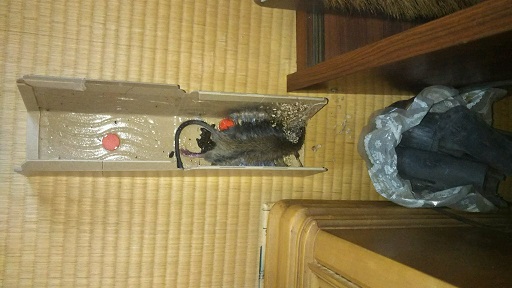 ���N���͎O���̓��I