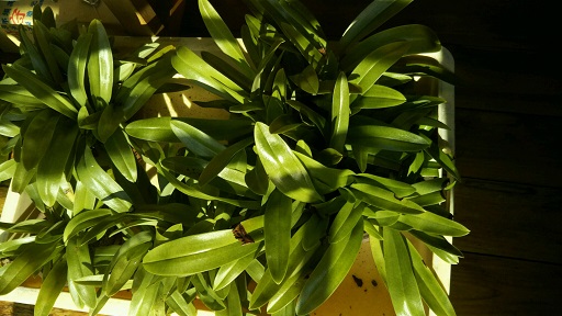 ���N���͎O���̓��I