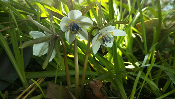 ���N���͎O���̓��I