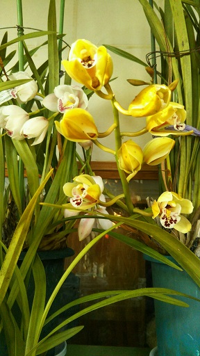 ���N���͎O���̓��I