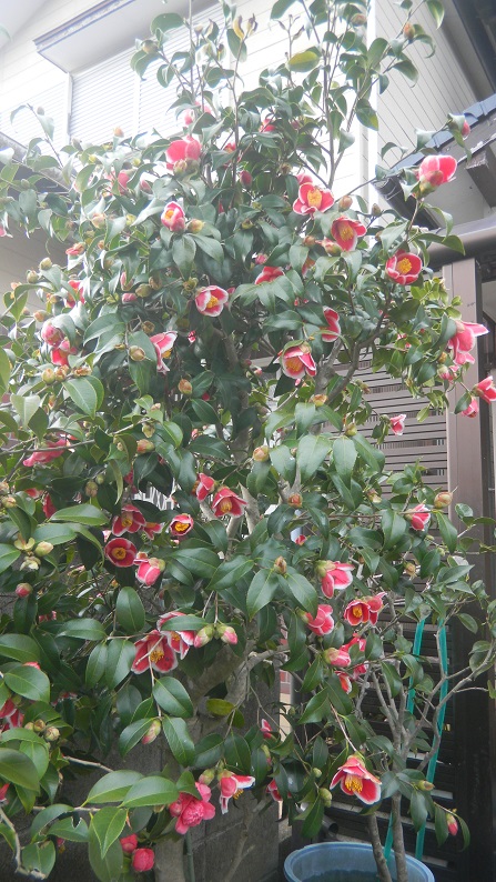 ���N���͎O���̓��I