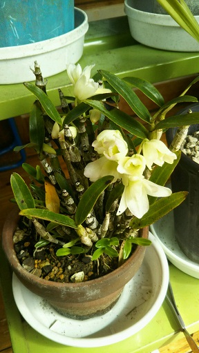 ���N���͎O���̓��I