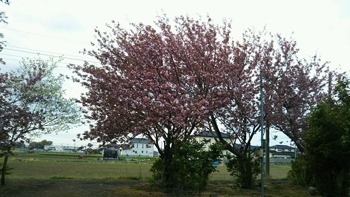 ���N���͎O���̓��I