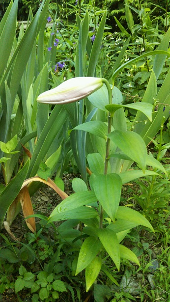 ���N���͎O���̓��I