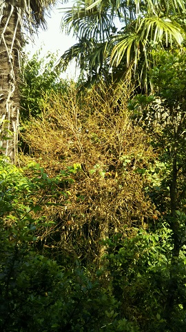 ���N���͎O���̓��I