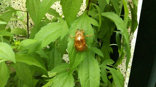 ���N���͎O���̓��I