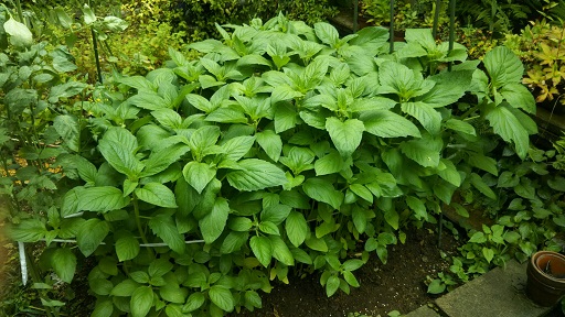 ���N���͎O���̓��I