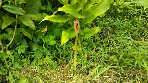 ���N���͎O���̓��I