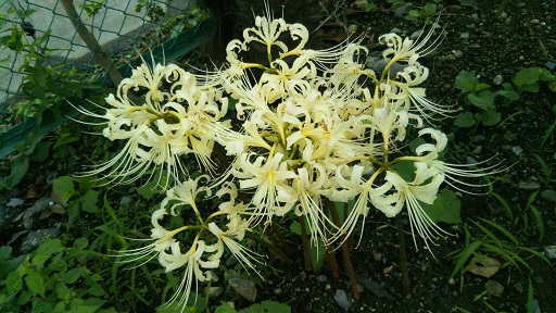 ���N���͎O���̓��I