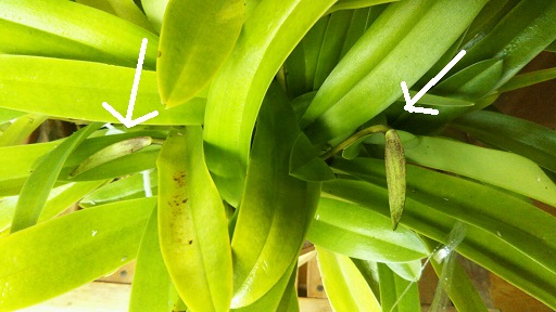 ���N���͎O���̓��I