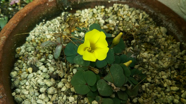 ���N���͎O���̓��I