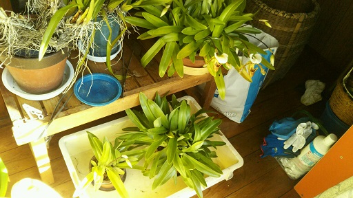 ���N���͎O���̓��I