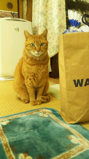 ���N���͎O���̓��I