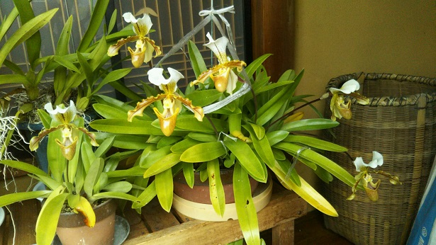 ���N���͎O���̓��I