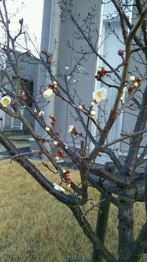 ���N���͎O���̓��I