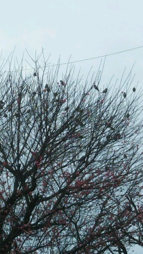 ���N���͎O���̓��I