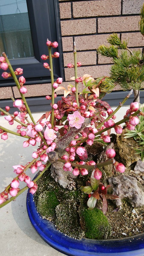 ���N���͎O���̓��I