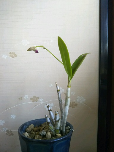 ���N���͎O���̓��I