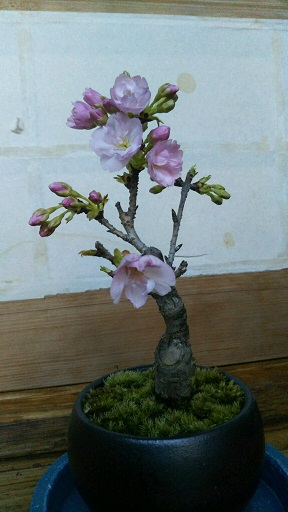 ���N���͎O���̓��I