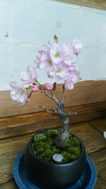 ���N���͎O���̓��I