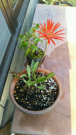 ���N���͎O���̓��I