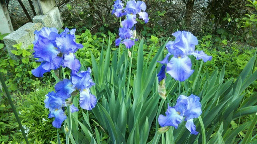 ���N���͎O���̓��I