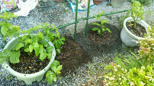 ���N���͎O���̓��I