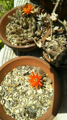 ���N���͎O���̓��I