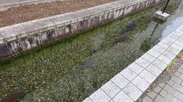 ���N���͎O���̓��I